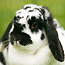 Animals1_thumb
